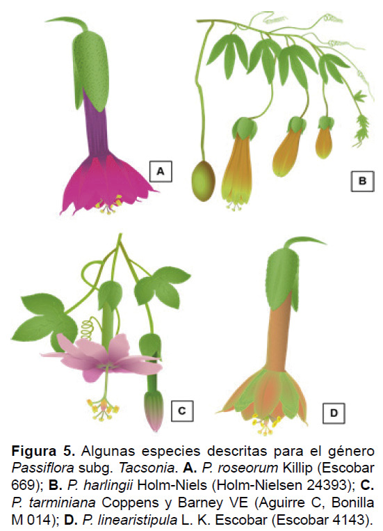 Revista Biodiversidad Neotropical Utch Historia De Passiflora Supersec Tacsonia 8957